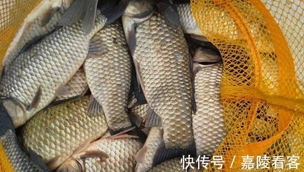 冬季钓鲫鱼,推荐几款自制拉饵,成本几块钱,比商品饵更好用