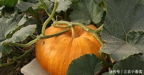 胃不好怎么办? 营养师: 常吃3物, 胃会一天比一天好