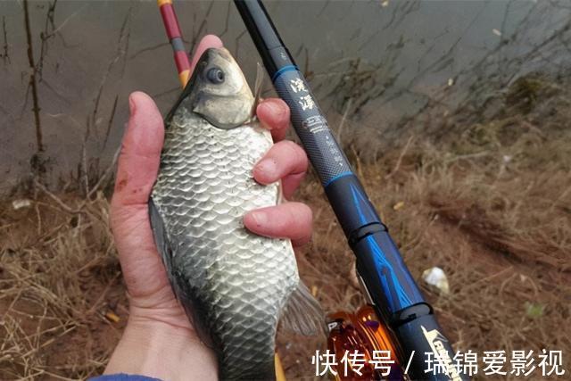 中钩|都说钓大用5号，钓小用3号，3号袖钩，到底能钓大多的鲫鱼