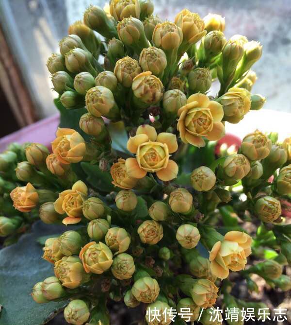 小动作|长寿花开完后,一个小动作,6个星期后,又开花了,花多又鲜艳