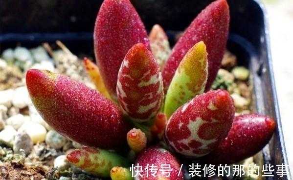多肉植物|多肉水泡系列悄然走红，斑纹醒目的梅花鹿水泡成热门