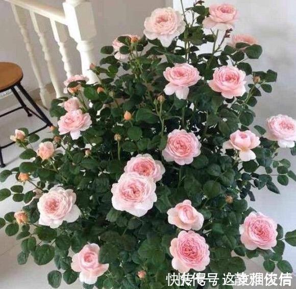 现在扦插此4种花，一周就长芽生根，一棵变多棵，成养花大户了