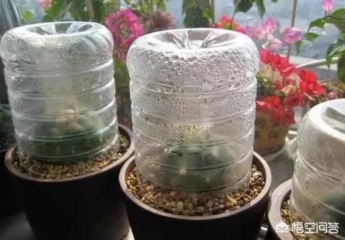 有哪些多肉植物适合闷养？闷养对多肉植物有什么好处？