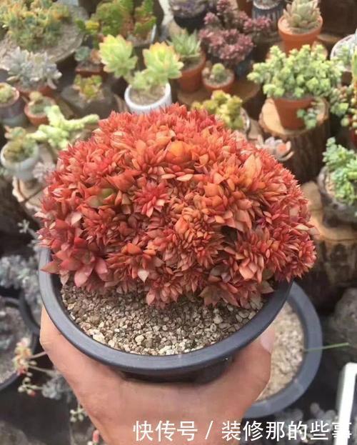 推荐5款多肉植物，养一盆甜蜜蜜，颜值高好养护，值得拥有！