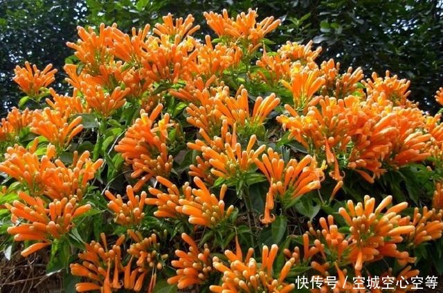 炮仗花,花开像炮仗,掌握盆栽造型技巧,轻松开爆盆