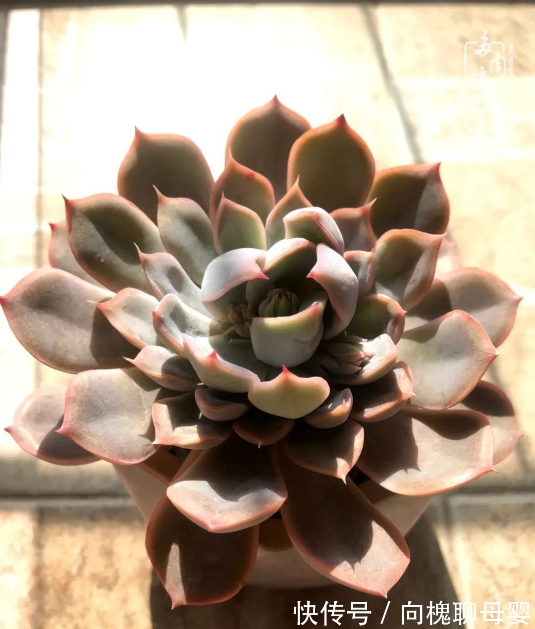 一种爱好就是一种境界,养花养多肉可以培养一个人的心境!