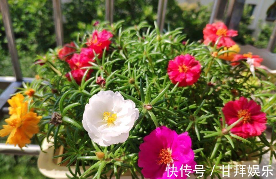 阳台|太阳花怎么过冬?用一种方法,顺利过冬,来年开花更多更美
