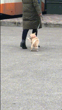 |搞笑GIF图:有这样的老婆 肯定能少活好几年