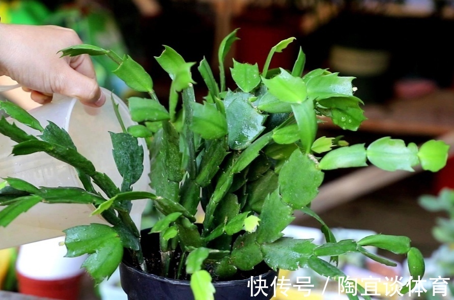 家中养蟹爪兰，夏天有“3怕”，提前了解好，才能安全度夏