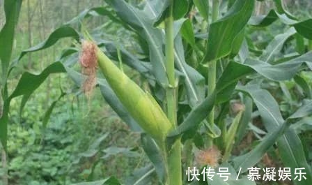 玉米须|玉米须泡水喝，难道真有那么多神奇的功效吗怎么制作玉米须茶