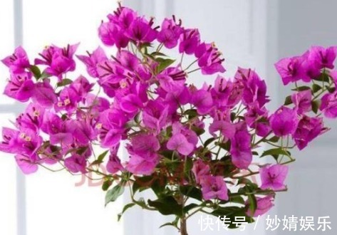 新芽|养好三角梅,学会“3个秘诀”,花团锦簇长得旺,年年开花不断!