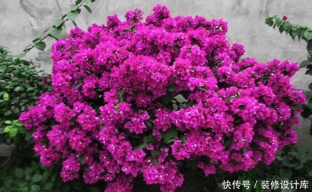 想要阳台四季如春,有花赏,5款植物少不了