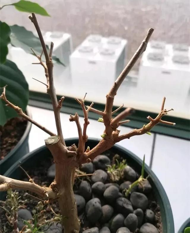 扦插|三角梅的养护大全摘光叶子，少浇水，使劲晒，开花爆满盆