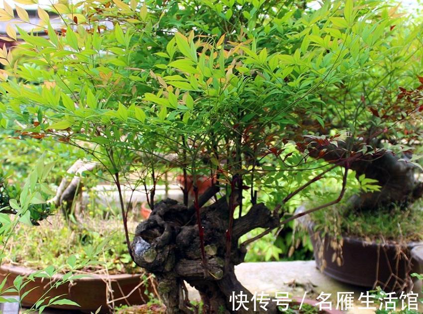 锵锵锵锵|两种以“南”字开头的盆景，熟悉一下吧