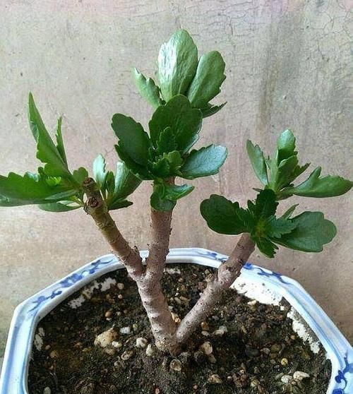 玉树|长寿花教你一招，老桩来的快，开的花也多，现在养护正当时
