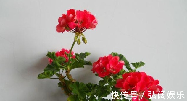 以下5种不需要浇水也能生长的花卉，养花再也不是难题