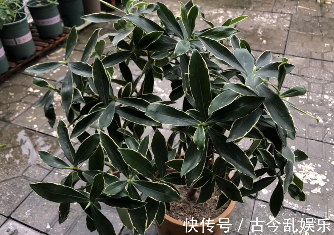 天竺葵|适合秋天养的12种花,耐阴又耐寒,秋冬长得更精神