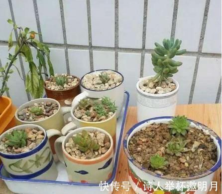 矿泉水瓶|家里的小瓶、小罐别扔了,拿来养花,真是太养眼了!