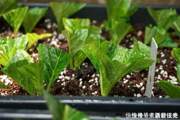 扦插最佳时期到了,有这花赶紧插,沾土就能活!