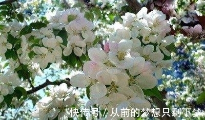 八棱海棠是美化风景的首选观赏树,有极高的观赏价值