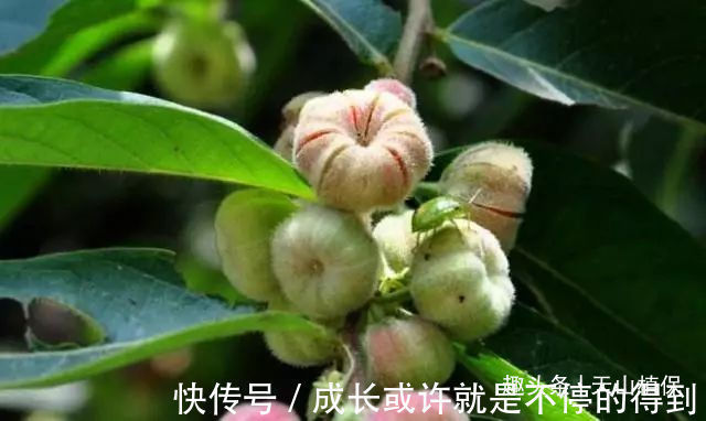 小女生们|乡下有种野果,与南瓜极为相似,却不能食用,用其治牙痛有奇效