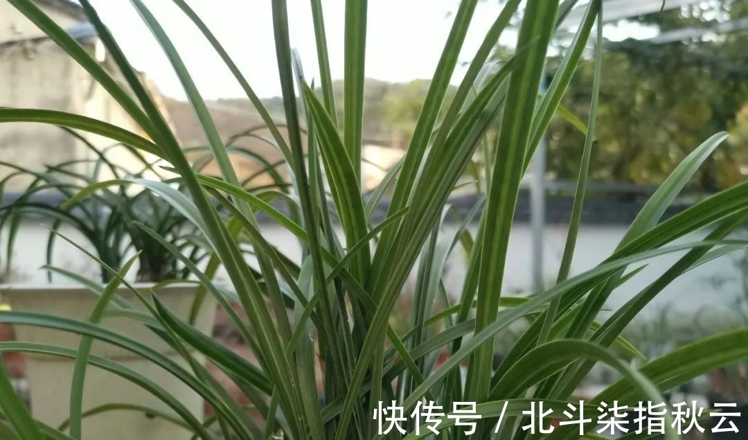 兰花要挤着长,所以不要使用大花盆?别再被误导了