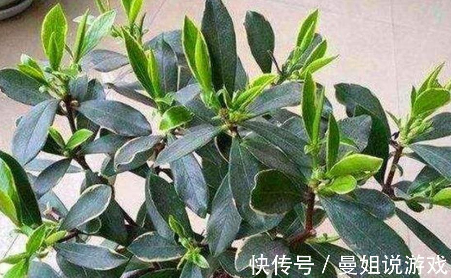 秋末给金边瑞香加点营养餐，新叶萌发快，养壮身体好开花