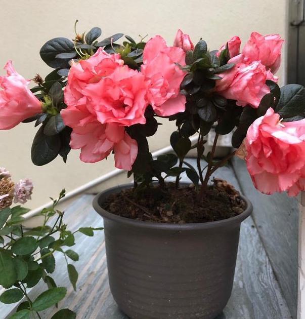 盆栽养殖云锦杜鹃,多注意4个要点,开花量大、色艳、香味浓郁