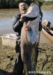 江西男子钓起“巨型鲶鱼”，网友调侃“鱼头比你的头还大”