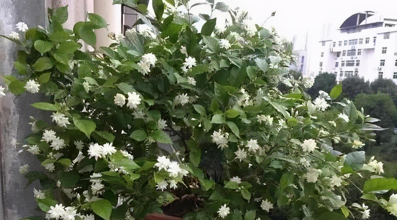 大水|3种漂亮花,都需要“大水,大肥,大太阳”,开花才会爆