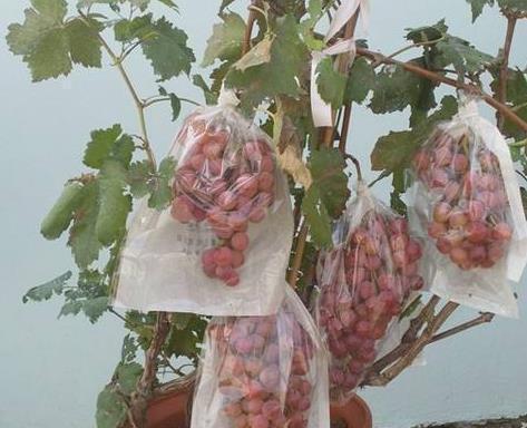 龟背竹|阳台盆栽“葡萄树”,简单种植、养护,来年挂果,采摘1大盆,值