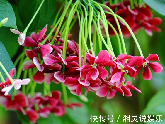 瓜栗|喜欢养花,不如养盆孔雀草,此盆景花更具观赏性,栽下就成活