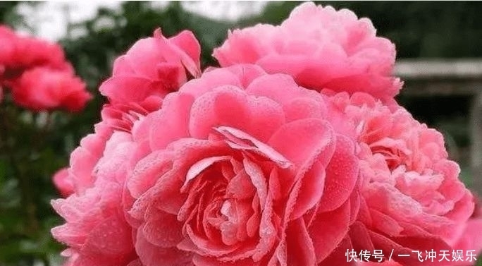 家里必养的4种花,好养又漂亮,还能散发诱人的花香