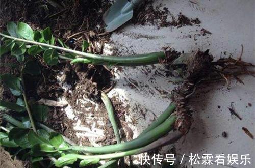 阳台上|换下来的“旧土”怎么办几个小方法,旧土变新土,照样能养花!