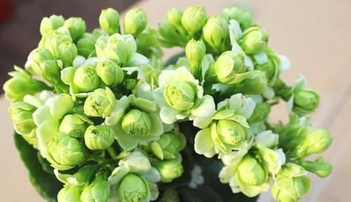  落地|此花终年花开不断，花色新奇、罕见，落地就能生根，猎奇花友必备