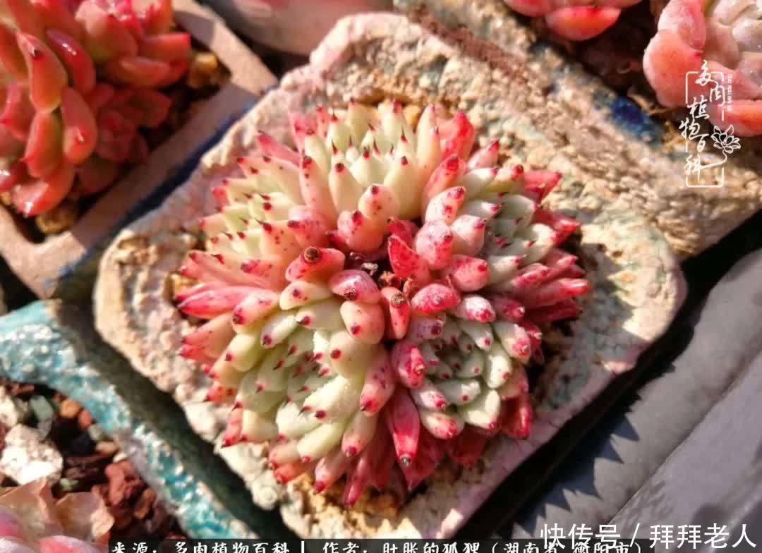 养多肉,我们到底养的是什么?