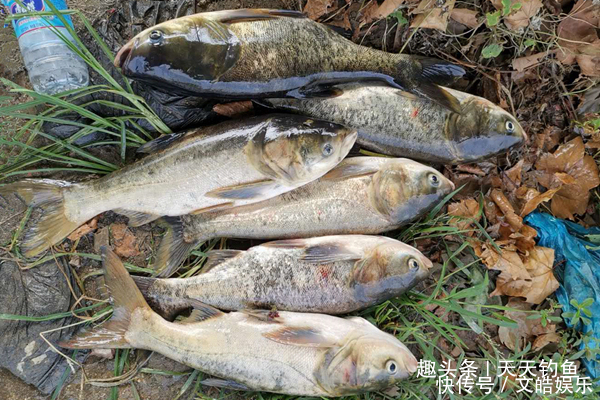 民间野钓饵料偏方几个大蒜饵料配方，小鱼绝对不沾，专门钓大鱼