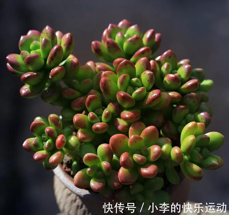 养多肉有技巧,做好四件事,一年能长5厘米,爆满整个花盆