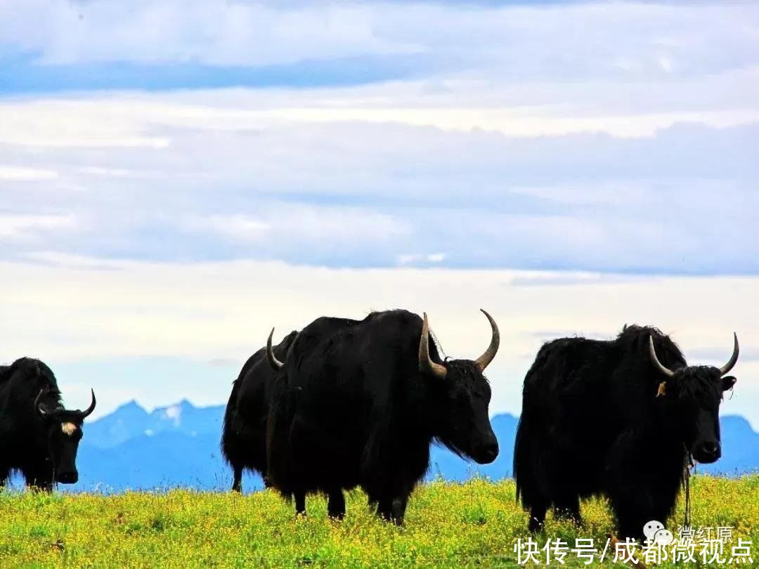 黄河奔腾到此，迂回蜿蜒出第一道回头湾