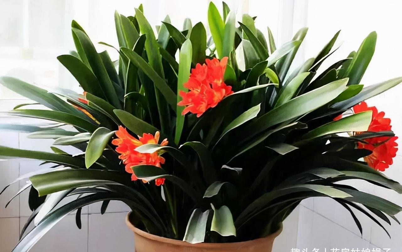 养君子兰犯4个常识性错误，难怪越养越差难见花开，新手要规避掉