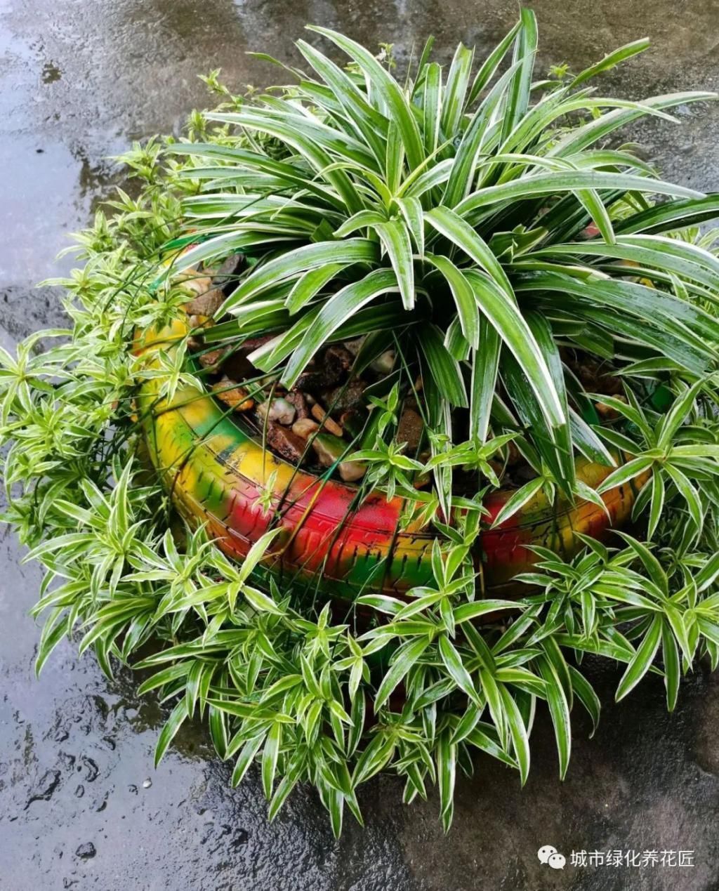 室内养花就养两种花,没事喂一喂啤酒,长出垂吊枝,开花成瀑布