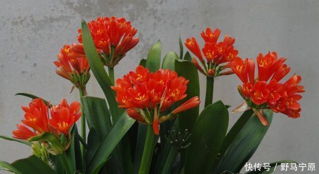 君子兰|君子兰养养烂根了原来是“浇错水”惹的祸,教你浇水诀窍