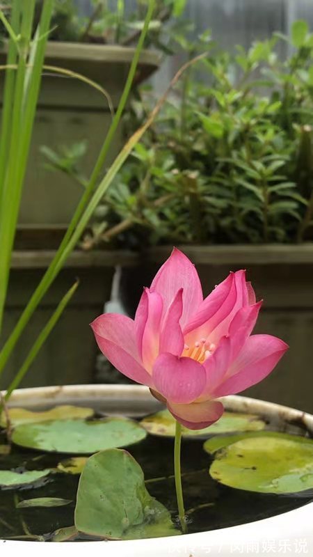 莲者#荷花不仅是诗人的灵魂，也是佛教信仰寄托，愿每人心中有一朵净莲