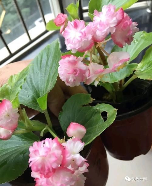 老花农告诉你,这5种花是“开花机器”,摆在室内,四季常开花