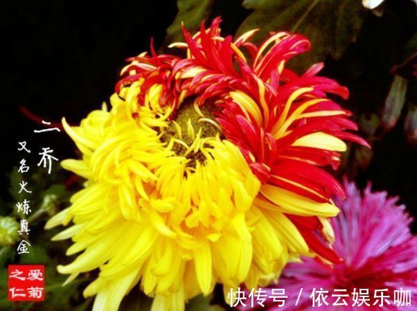 深玫红|喜欢养菊花，就养盆“名贵菊花”，花开“火炼真金”，美丽卓越！