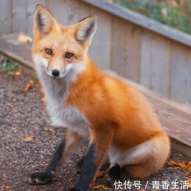 书生&聊斋志异:书生嗜酒如命,遇到爱喝酒的狐狸,狐狸助他发家致富