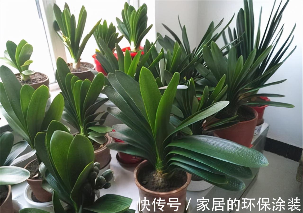 避开君子兰开花的“3大误区”,秋天大爆发,花箭拔得多