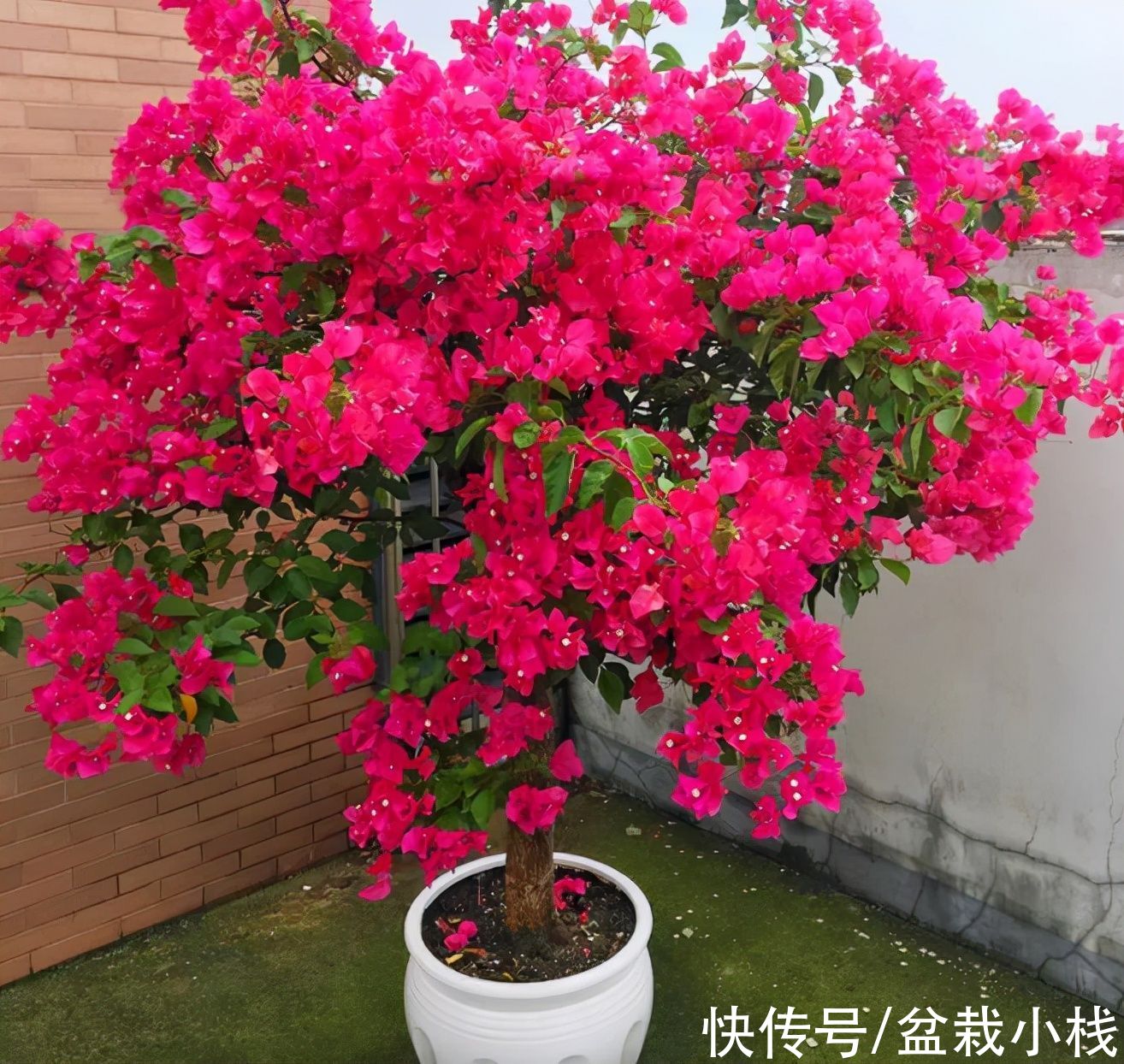 4种花“怕冷”,温度一低就黄叶落花,挪进室内是关键