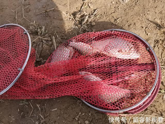 鲫鱼喜欢什么气味,你真的知道吗?这次讲个透彻,咱们一窥究竟