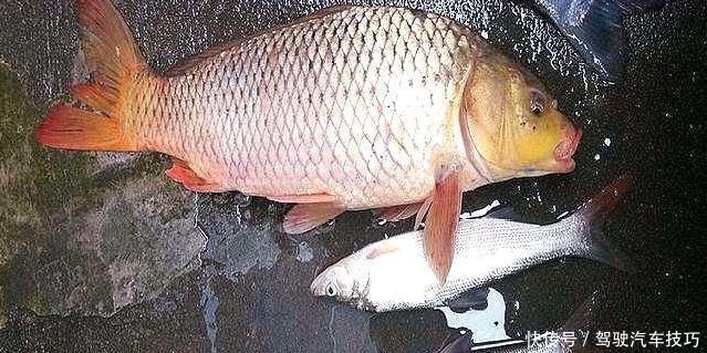 再三强调,搓饵按我说的用,上钩的鱼儿一条大过一条,特过瘾